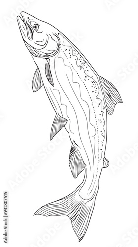 Salmon fish in continuous line art drawing style vector