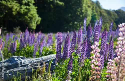 Russell lupin flowers in New Zealand. photo