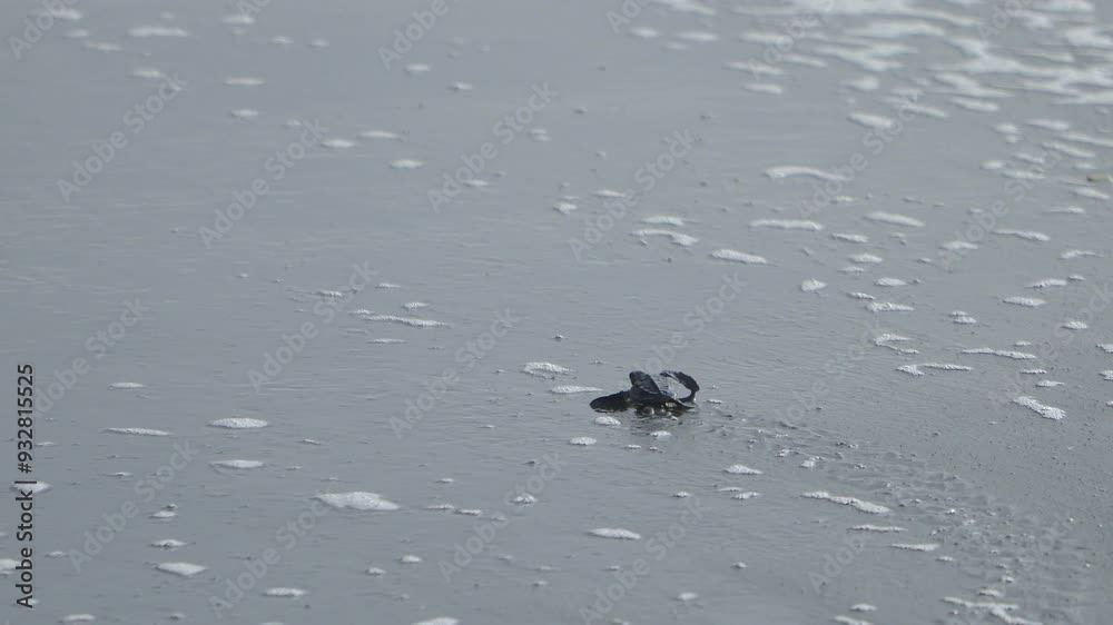 The activity of releasing baby sea turtles on the beach. Detailed footage of hatchlings crawling on the beach sand towards the shoreline to live freely in the vast ocean The activity of releasing baby sea turtles on the beach. Detailed footage of hatchlings crawling on the beach sand towards the shoreline to live freely in the vast ocean