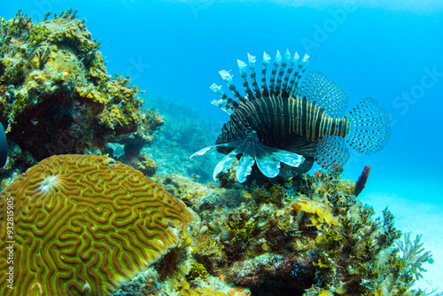 An invasive lionfish swims along the edge of a coral reef on the north coast of Cuba.