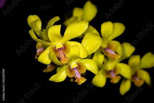 Cuba is known for many species of beautiful orchids. photo