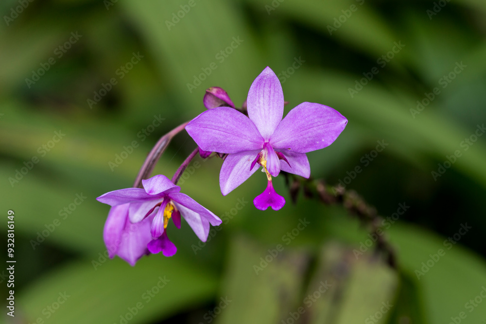 Cuba is known for many species of beautiful orchids. Cuba is known for many species of beautiful orchids.