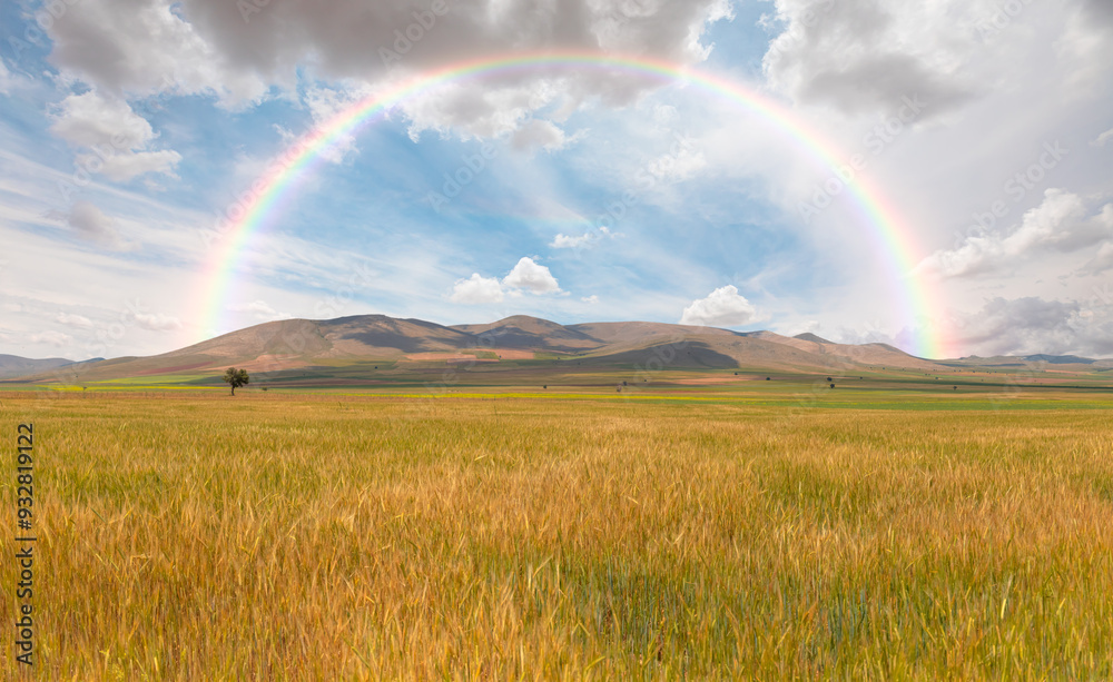 Amazing rainbow over the yellow wheat field Amazing rainbow over the yellow wheat field