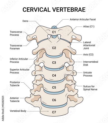 Anatomical Structure of Cervical Vertebrae