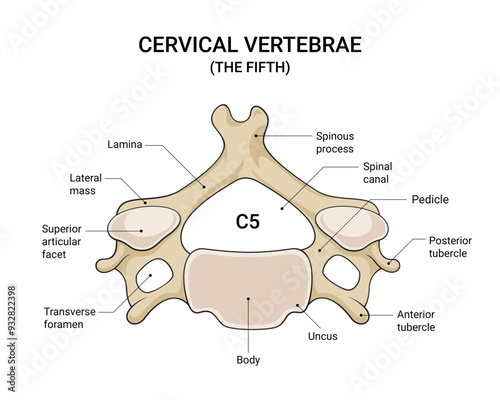 The Fifth (C5 Vertebra) Anatomy Diagram