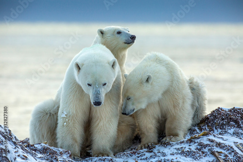 Canada, Manitoba, Churchill. Close-up of Hudson Bay polar bear mother and juvenile cubs.