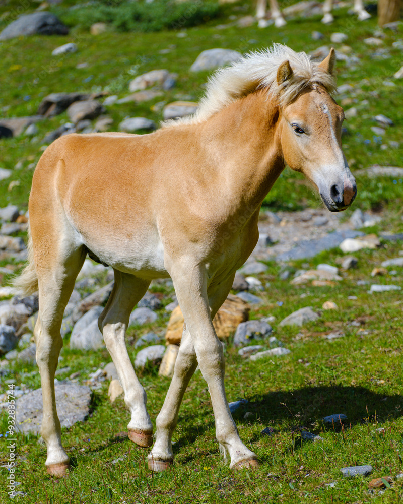 Foal of a Haflinger horse on its mountain pasture (Shieling) in the Otztal Alps (Obergurgl, Rotmoostal). Austria, Tyrol Foal of a Haflinger horse on its mountain pasture (Shieling) in the Otztal Alps (Obergurgl, Rotmoostal). Austria, Tyrol