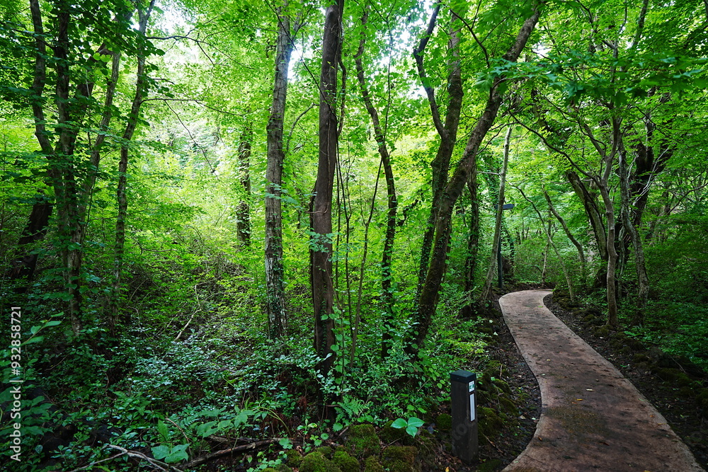 Fototapeta premium fine walkway in refreshing forest