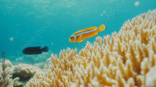 A clownfish navigates through coral reefs, showcasing its bright colors amidst the underwater landscape photo