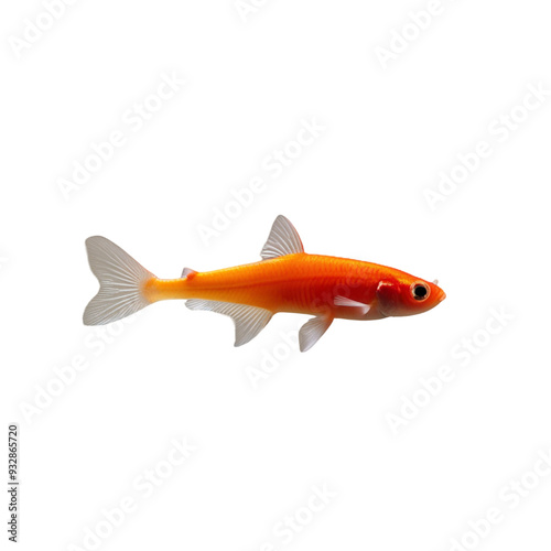 TRANSPARENT PNG ULTRA HD 8K A solitary Neon Tetra fish with vibrant iridescent colors and a sleek body, swimming elegantly against a transparent background, highlighting its delicate and glowing form