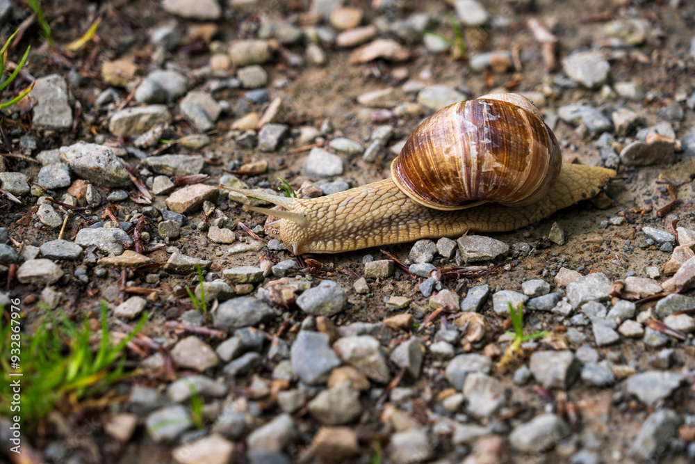 Burgundy Snail, Roman Snail (Helix Pomatia), a Large with a Large Curled Brown Shell on a Trail at the Eifel National Park in North Rhine-Westphalia, Germany Burgundy Snail, Roman Snail (Helix Pomatia), a Large with a Large Curled Brown Shell on a Trail at the Eifel National Park in North Rhine-Westphalia, Germany