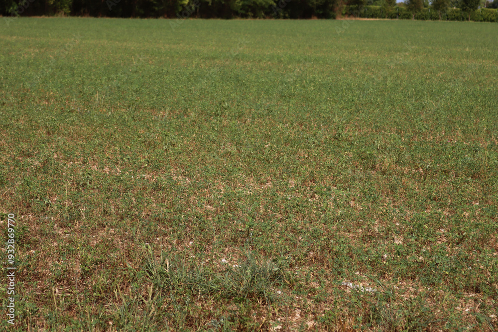 Alfalfa field damaged by summer drought. Close-up of damaged Medicago Sativa plants Alfalfa field damaged by summer drought. Close-up of damaged Medicago Sativa plants