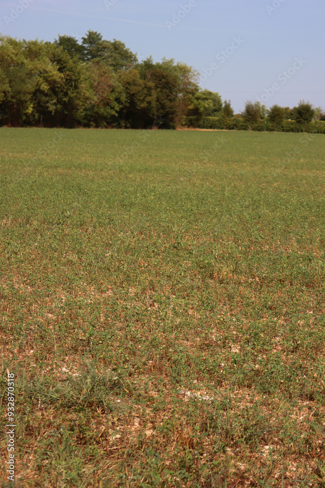 Alfalfa field damaged by summer drought. Close-up of damaged Medicago Sativa plants Alfalfa field damaged by summer drought. Close-up of damaged Medicago Sativa plants
