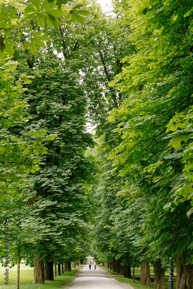 Path in the forest Path in the forest
