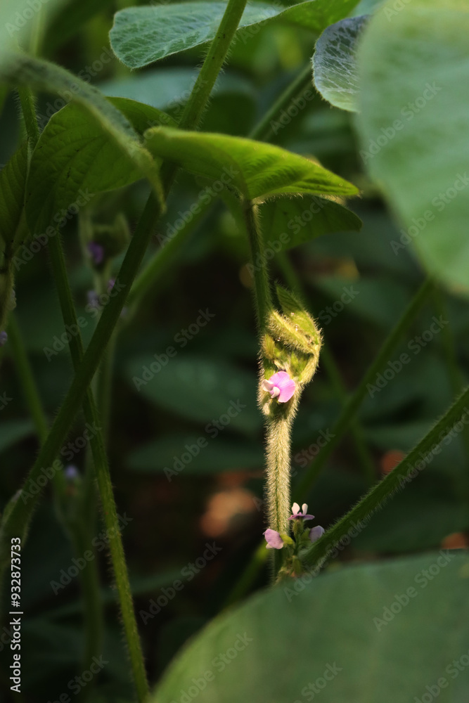 Close-up of Soybean plant in bloom in the field. Detail of pink flowers of soybean plant in to the sunlight. Glycine max Close-up of Soybean plant in bloom in the field. Detail of pink flowers of soybean plant in to the sunlight. Glycine max