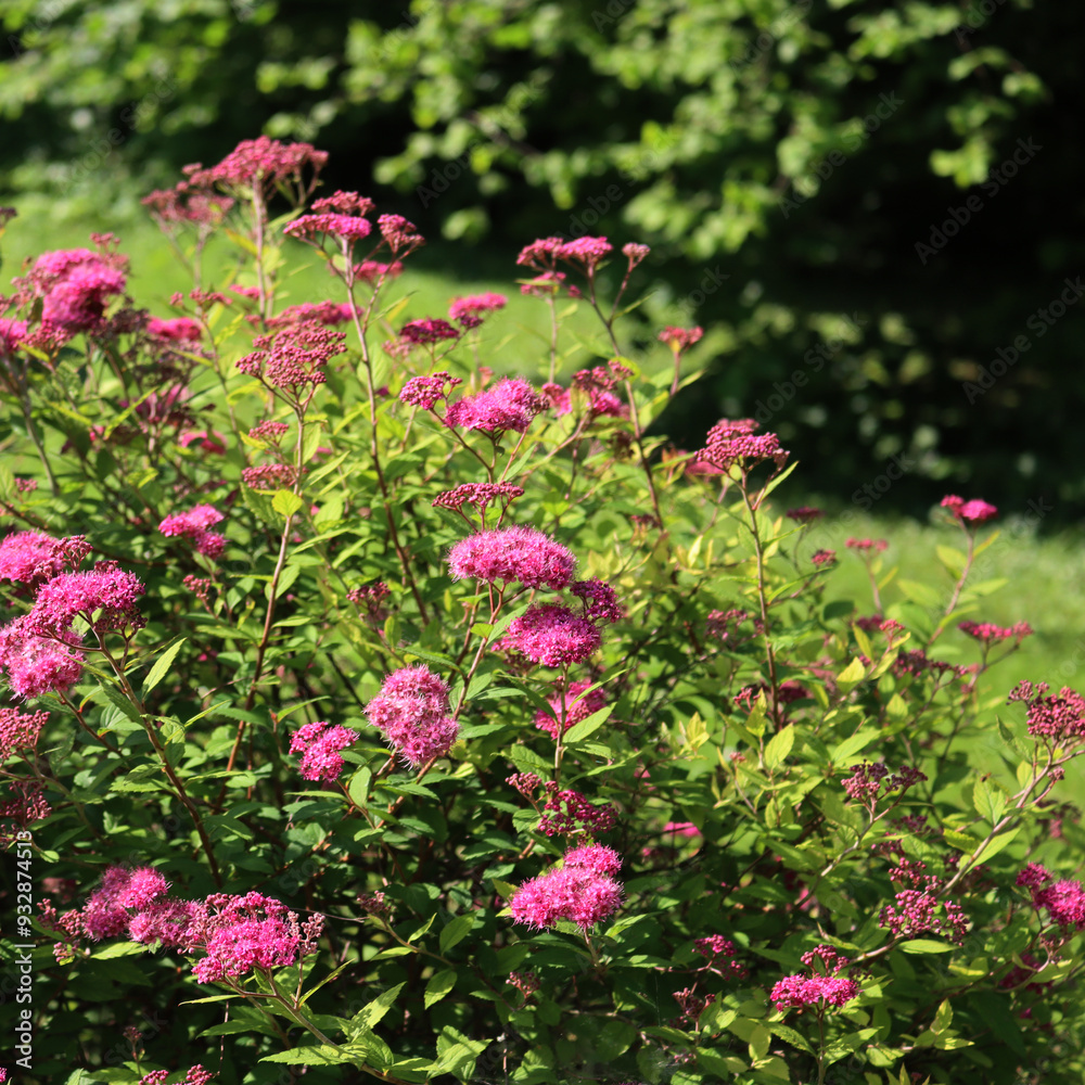 Pink japanese Spirea or Spiraea flower in the garden on springtime. Spirea japonica on a sunny day Pink japanese Spirea or Spiraea flower in the garden on springtime. Spirea japonica on a sunny day