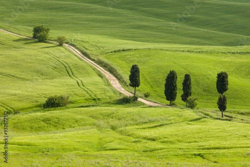 Italy, Tuscany. A country road meanders through lush green fields. photo