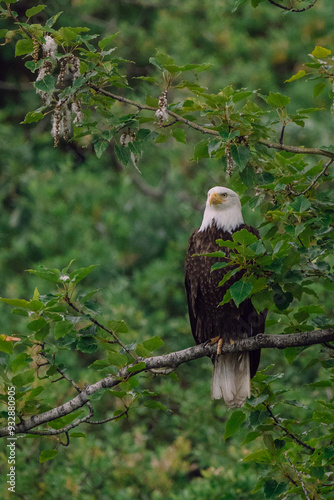 Bald eagle at Glacier Bay National Park in southeastern Alaska