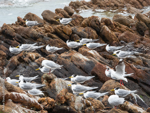Silver Gulls and Greater Crested Terns