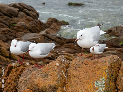 Silver Gulls in Leeuwin-Naturaliste National Park
