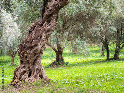 Old Mediterranean olive trees. The botanical name Olea europaea, meaning 'European olive', is a species of small tree in the family Oleaceae.