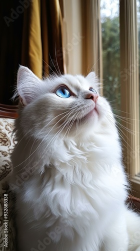 A close-up of a white cat with striking blue eyes gazing out of a window perfect for pet-related websites, cat food advertisements, or home decor imagery, photo