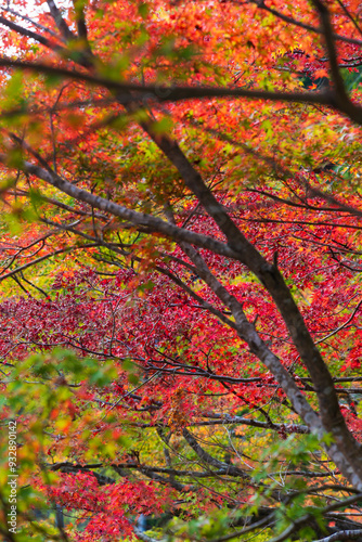 日本の風景・秋 埼玉県秩父市 紅葉の金蔵落としの渓流（大血川渓谷）