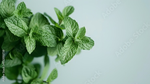 Mint leaf. Fresh mint on white background. Mint leaves isolated. Full depth of field. 