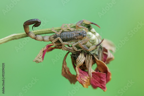 A Chinese swimming scorpion is hunting small insects on dry grass stalks. This Scorpion has the scientific name Lychas mucronatus. photo