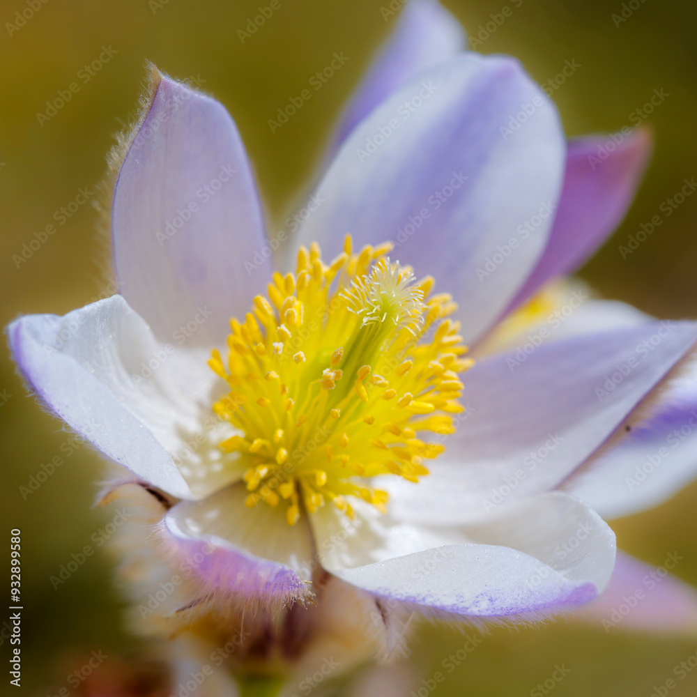 Spring pasqueflower also called arctic violet, lady of the snows growing in the high mountains of the Otztal Alps. Italy, South Tyrol, Alto Adige. Spring pasqueflower also called arctic violet, lady of the snows growing in the high mountains of the Otztal Alps. Italy, South Tyrol, Alto Adige.