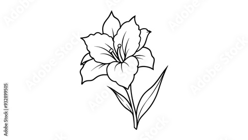 Gladiolus silhouette vector illustration on white background

