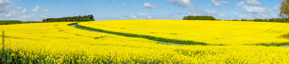 road over rapeseed cultivation in spring, Montrésor, Indre-et-Loire department, France, Western Europe road over rapeseed cultivation in spring, Montrésor, Indre-et-Loire department, France, Western Europe