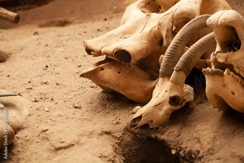 Cattle skulls with horns on a stone. The concept of archaeology