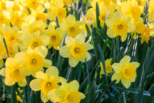 Netherlands, Zuid Holland, Lisse. Daffodils.