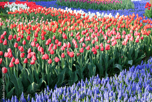 Netherlands, Zuid Holland, Lisse. Tulips. Hyacinths. Muscari armeniacum (Blue Grape Hyacinth) .