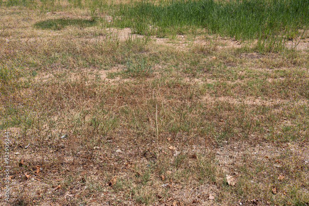 Grasses that have started to dry up in the summer Grasses that have started to dry up in the summer