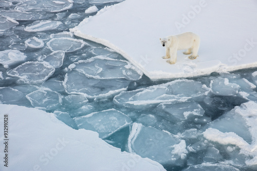 Norway, Svalbard, Spitsbergen. Polar bear stands on sea ice.  photo