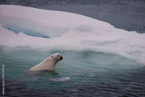 Norway, Svalbard, Spitsbergen. Polar bear swims across sea ice at twilight. photo