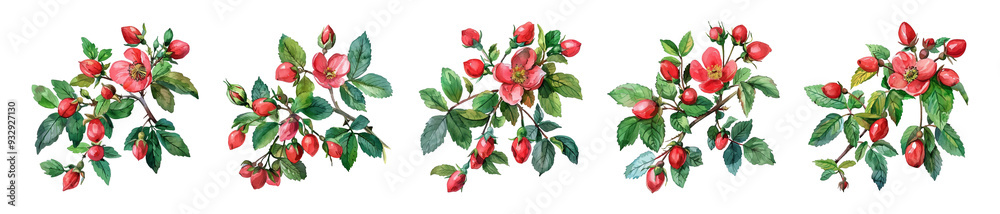Watercolor set of rosehip branches png. Rosehip branch with berries and flowers in watercolor style. Watercolor set of rosehip branches png. Rosehip branch with berries and flowers in watercolor style.