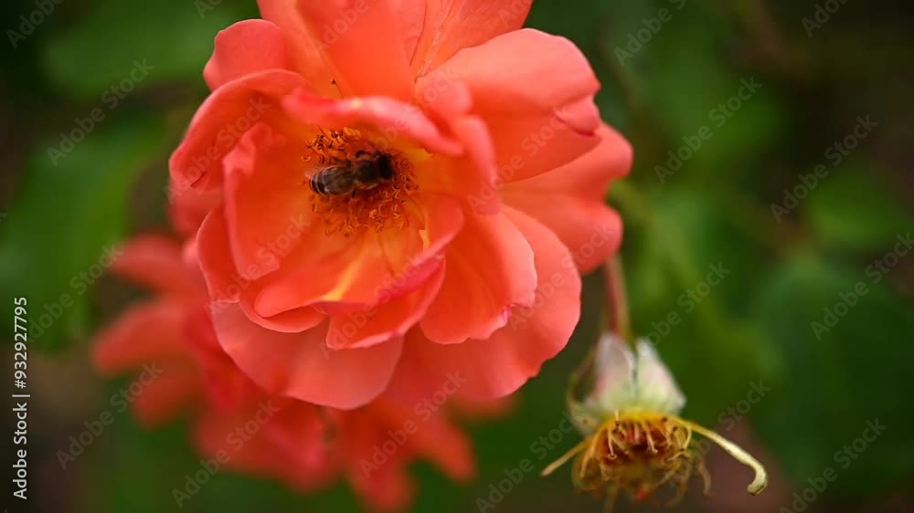 DSa bee drinks nectar from a tea-colored rose of the Michka variety DSa bee drinks nectar from a tea-colored rose of the Michka variety