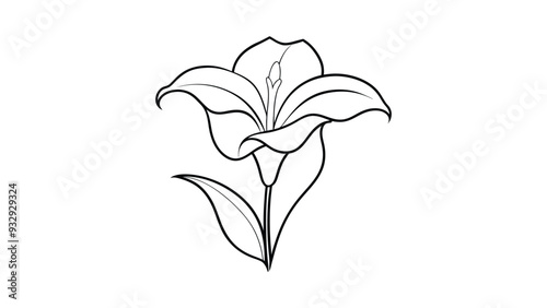 St Bruno's Lily silhouette vector illustration on white background
