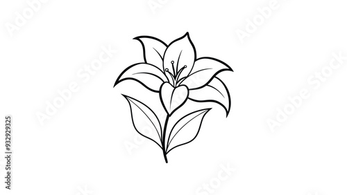 St Bruno's Lily silhouette vector illustration on white background
