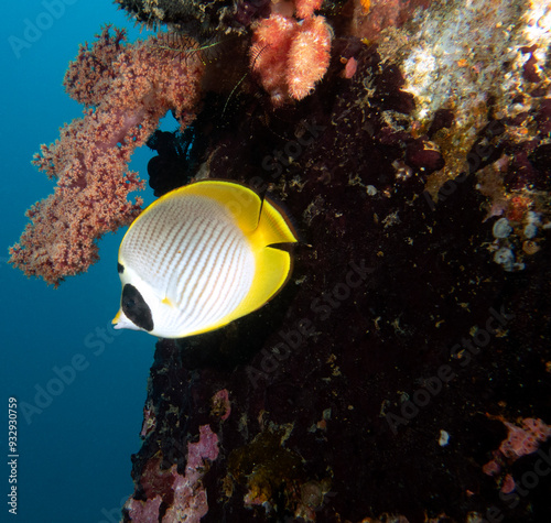 Raccoon butterflyfish Crescent-masked butterflyfish Boracay Island Philippines photo