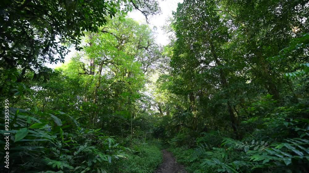 Beautifully pathway meanders through lush and vibrant greenery Beautifully pathway meanders through lush and vibrant greenery