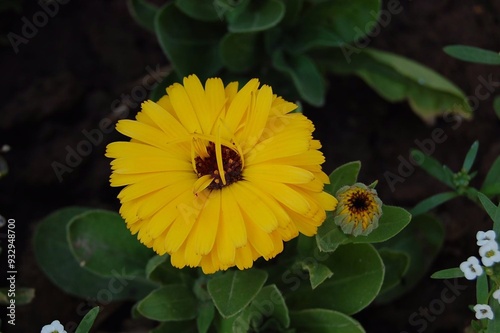 A vibrant display of marigold flowers, their golden-orange petals glowing in the sunlight. The cheerful blooms create a lively, uplifting scene, embodying the warmth and energy of nature. photo