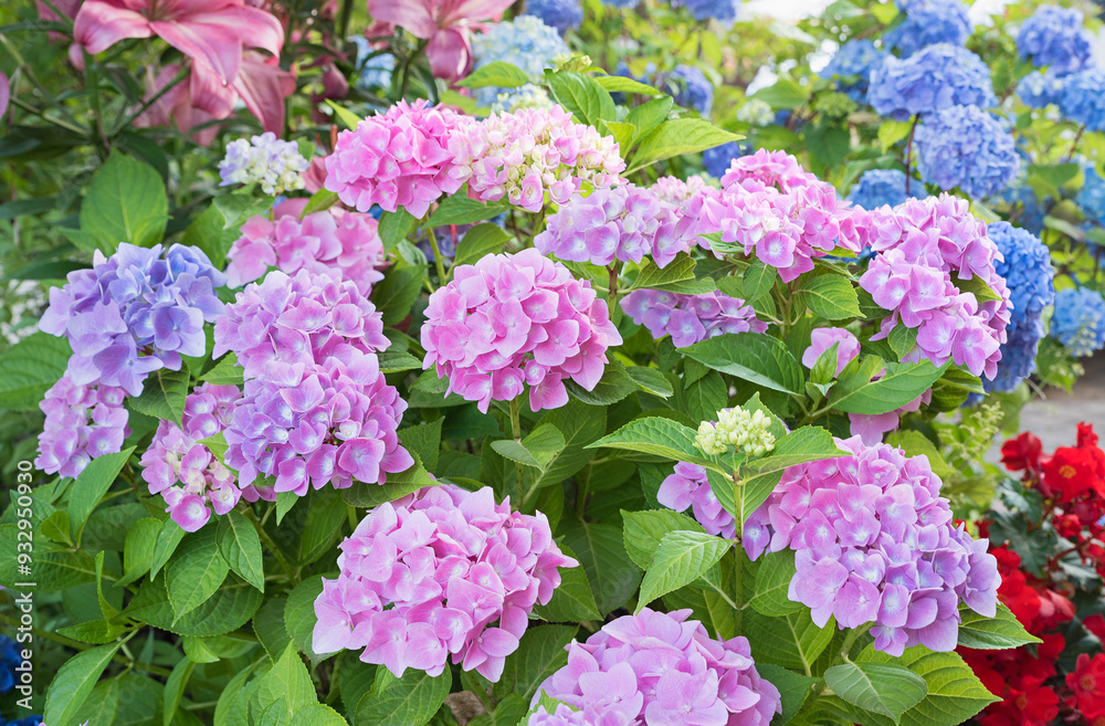 blooming hydrangea perennials with pink and blue blossoms, in the garden blooming hydrangea perennials with pink and blue blossoms, in the garden