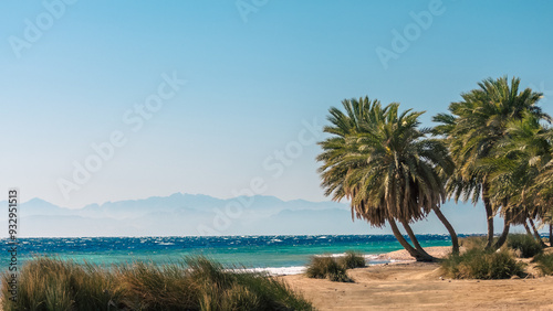 Wallpaper Mural palm trees by the sea against the backdrop of mountains in Egypt Dahab South Sinai Torontodigital.ca