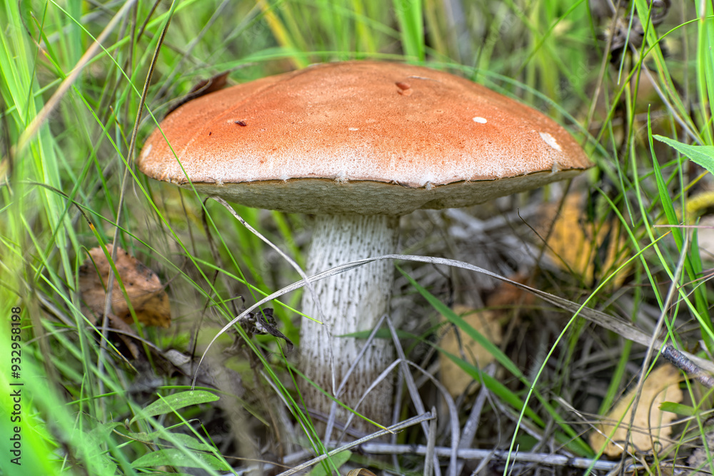 Mushroom Leccinum, known as orange boletus, in the tall grass in its natural environment. Mushroom Leccinum, known as orange boletus, in the tall grass in its natural environment.