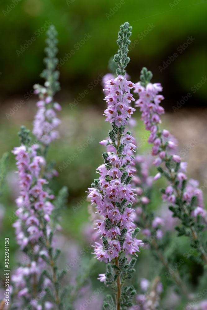 Closeup of flowers of Heather (Calluna vulgaris 'Dart's Squirrel') in a garden in summer Closeup of flowers of Heather (Calluna vulgaris 'Dart's Squirrel') in a garden in summer