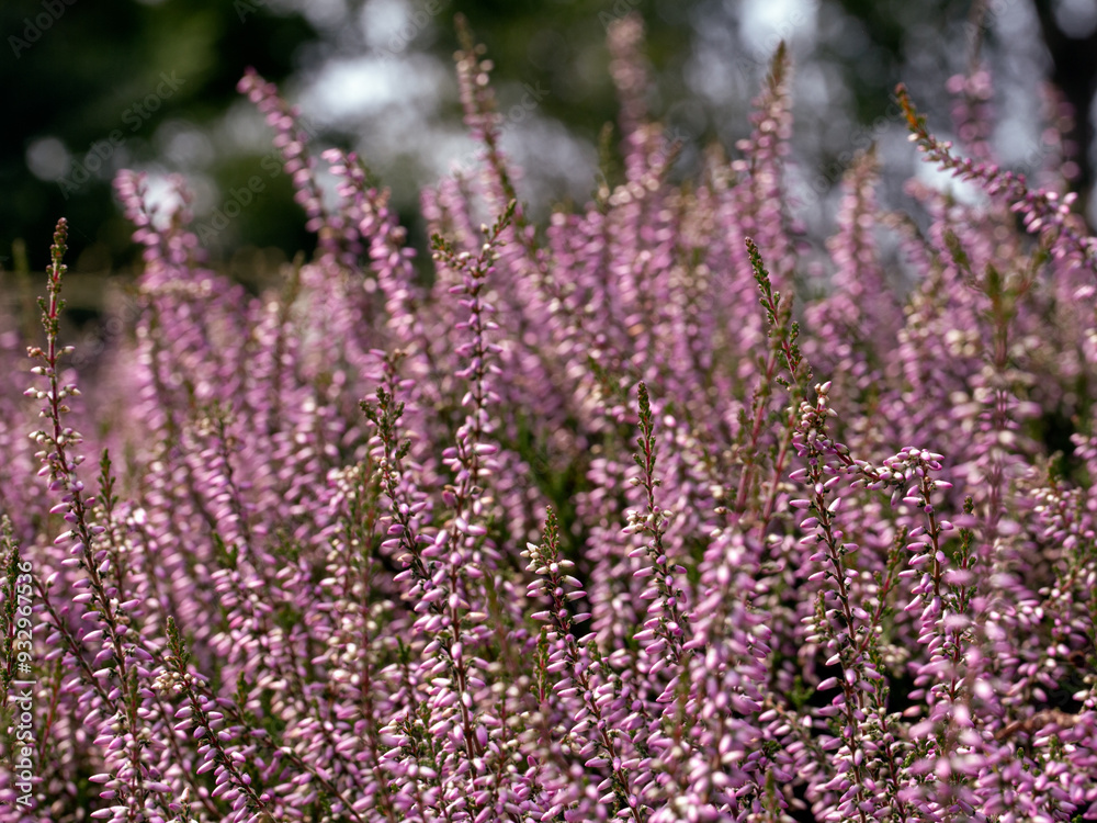 Obraz premium Closeup of flowers of Calluna vulgaris 'Underwoodii' in a garden in Summer